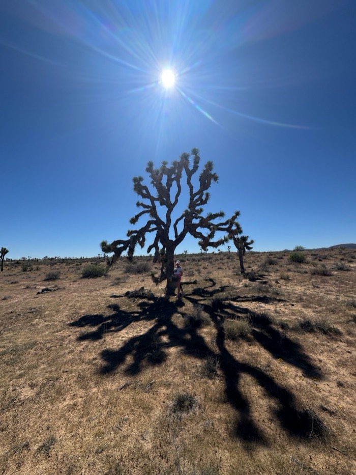 Jenn standing beneath a Joshua tree in the desert sun